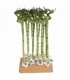 Dracaena