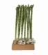 Dracaena