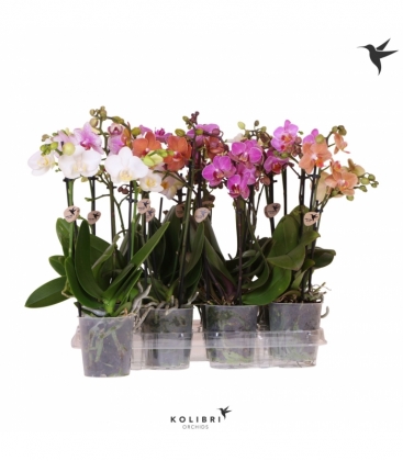 Phalaenopsis