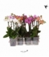 Phalaenopsis