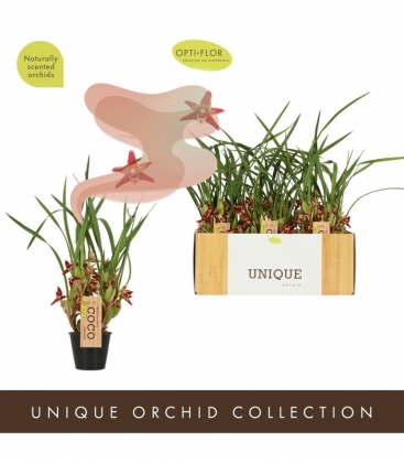 Maxillaria