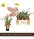 Maxillaria