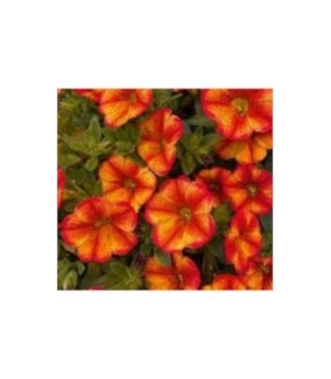 Calibrachoa