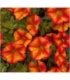 Calibrachoa