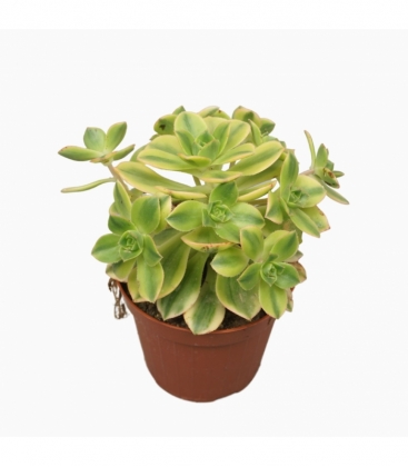 Aeonium