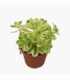 Aeonium