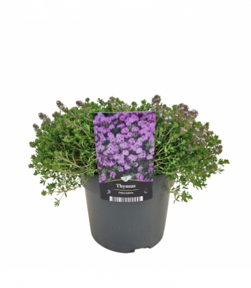 Thymus