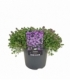 Thymus