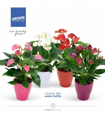 Anthurium