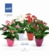 Anthurium