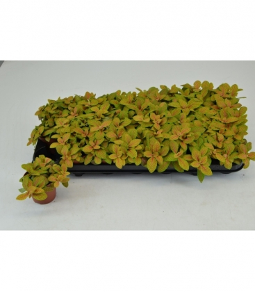 Fittonia