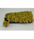 Fittonia