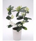 Stephanotis