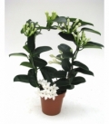 Stephanotis