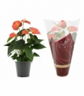 Anthurium