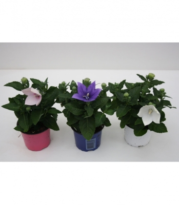 Platycodon