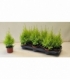Cupressus