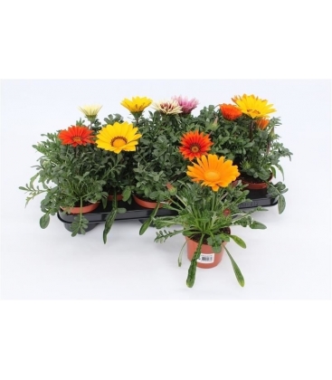 Gazania