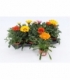 Gazania