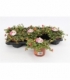 Portulaca