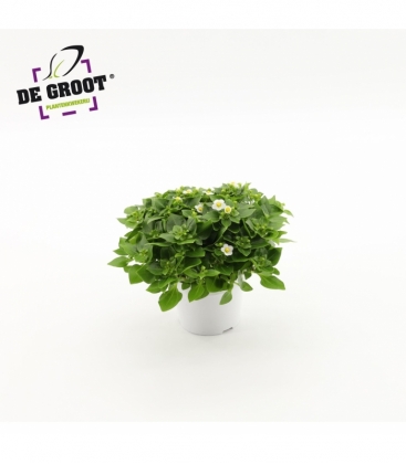 Exacum