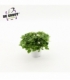 Exacum