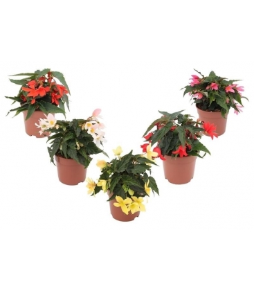 Begonia