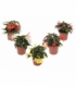 Begonia