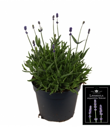 Lavandula