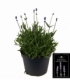 Lavandula