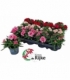 Dianthus