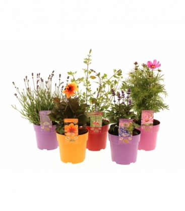 perennials