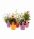 perennials