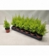 Cupressus