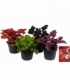 Heuchera