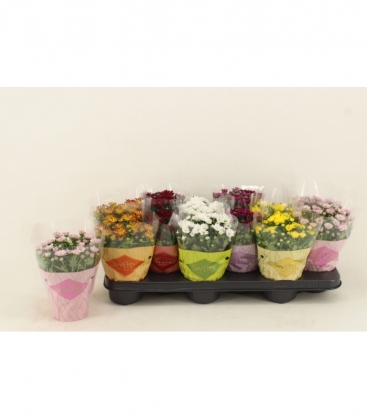 Chrysanthemum
