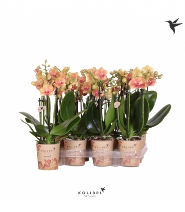 Phalaenopsis