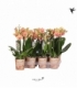 Phalaenopsis