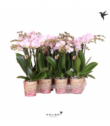Phalaenopsis