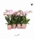 Phalaenopsis