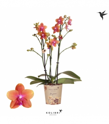 Phalaenopsis