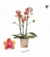 Phalaenopsis