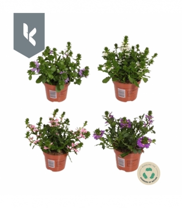 Scaevola