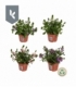 Scaevola