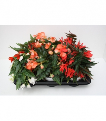 Begonia