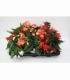 Begonia