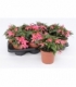 Begonia