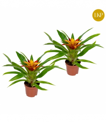 Guzmania