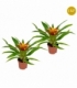 Guzmania