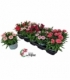 Dianthus